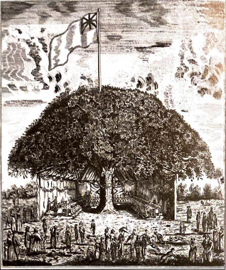 Sketch of the historic winwick broad oak tree